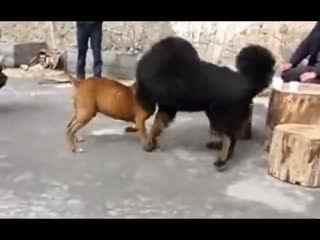 比特视频斗狗,激战正酣,热血沸腾的犬界对决