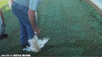 虐鸡视频