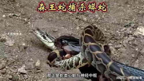 小蟒蛇视频,小蟒蛇的奇幻冒险之旅